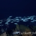 boga_sab_jar_h_0007_cub1252.jpg
